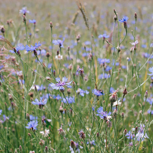 Centaurea cyanus (true cornflower)