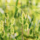 Chasmanthium latifolium (flat ear grass)