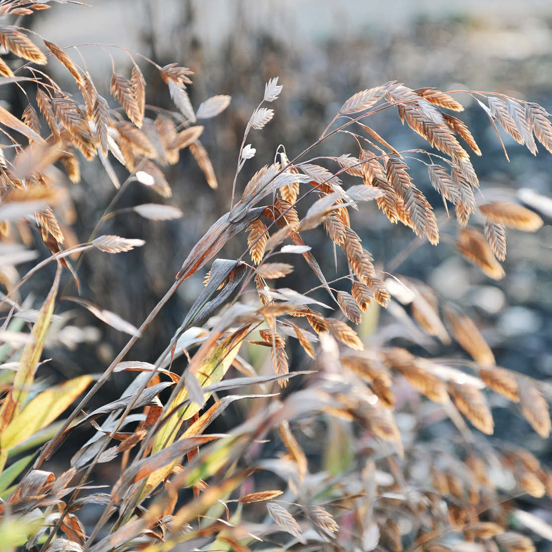 Chasmanthium latifolium (flat ear grass)