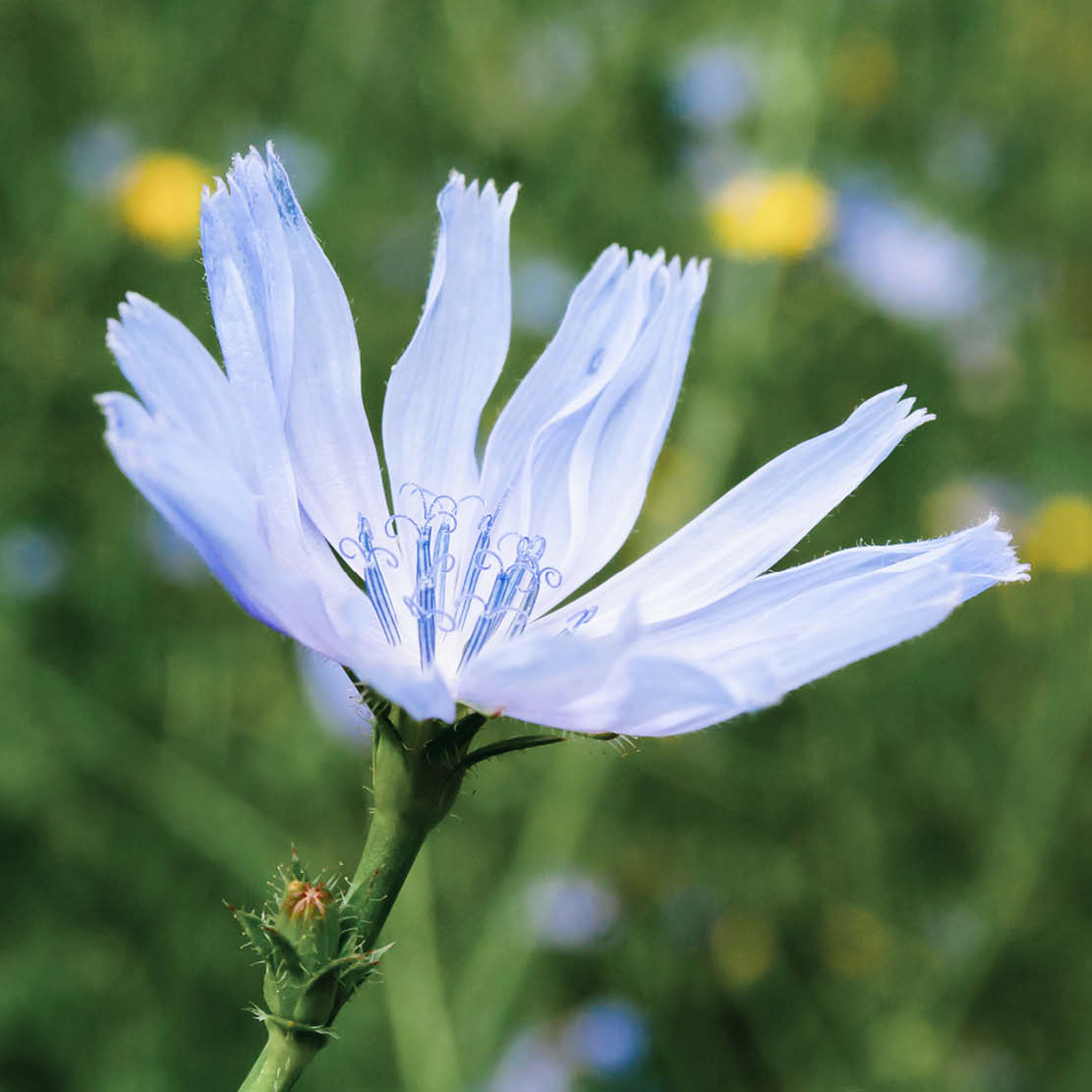 Cichorium intybus (chicory) ECO