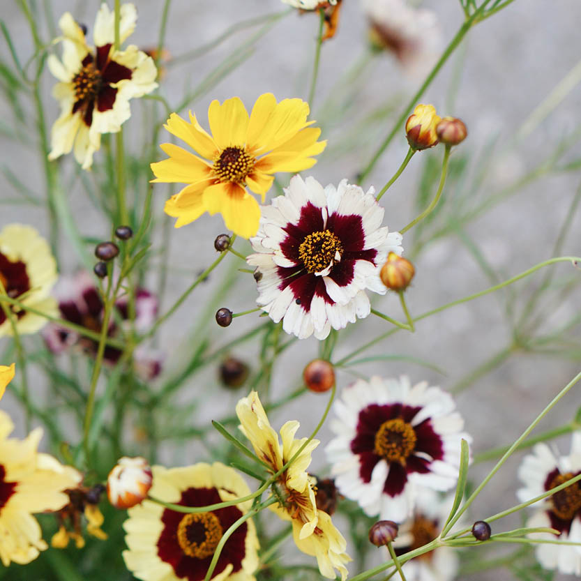 Coreopsis hybrida 'Incredible! Tall mix' (girl's eyes)