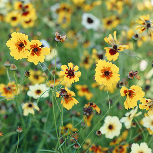 Coreopsis hybrida 'Incredible! Tall mix' (girl's eyes)