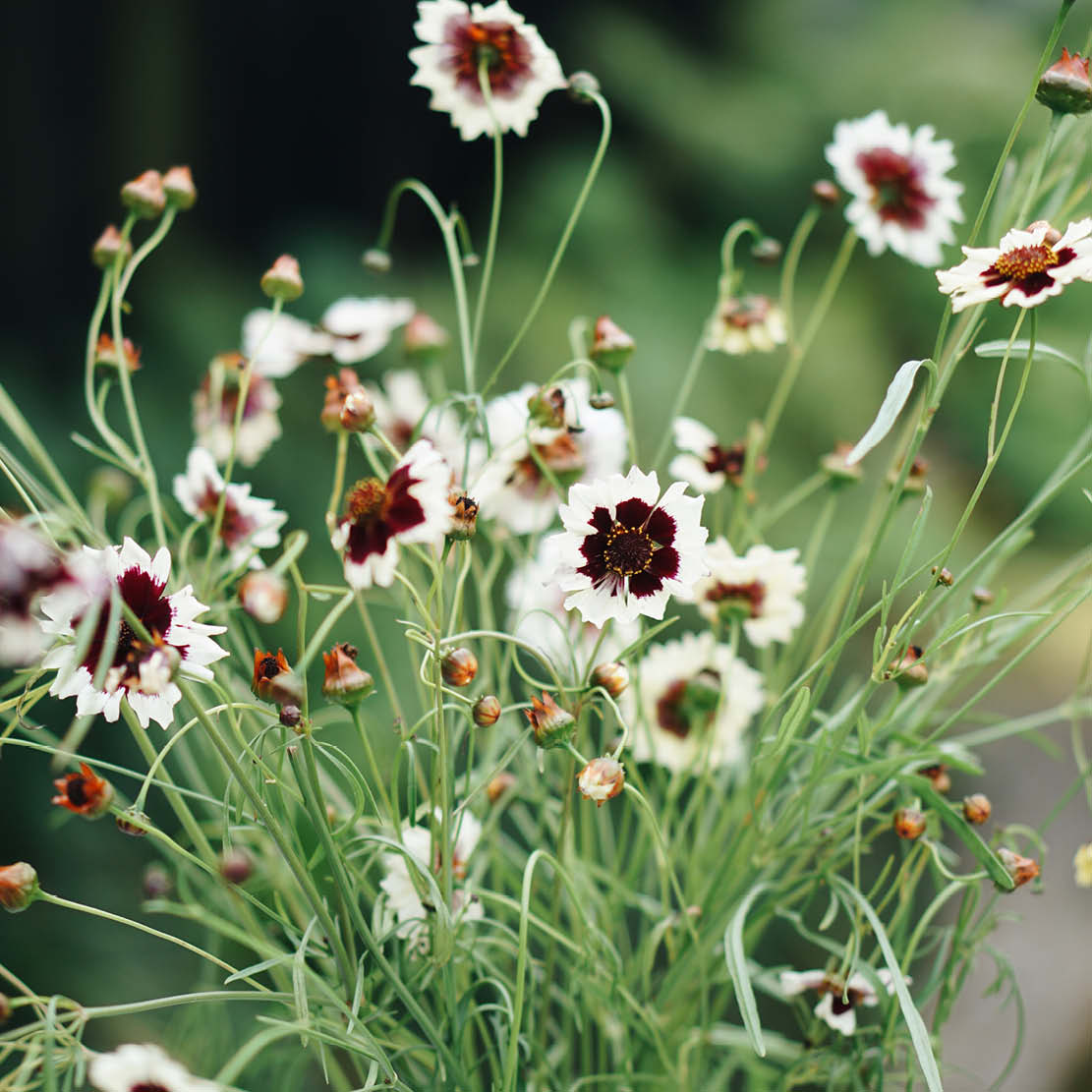 Coreopsis hybrida 'Incredible! Swirl' (girl's eyes)