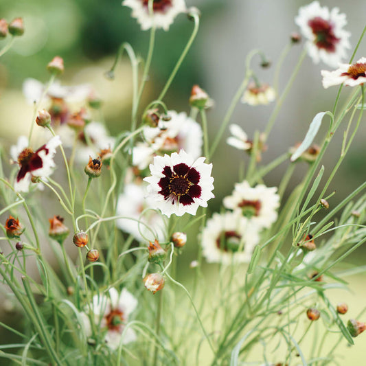 Coreopsis hybrida 'Incredible! Swirl' (girl's eyes)