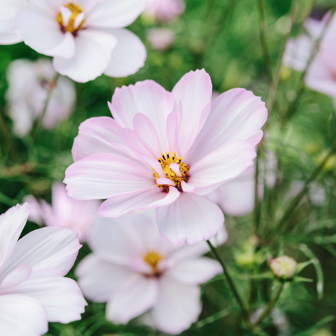 Cosmos bipinnatus 'Cosimo Collarette' (cosmea)