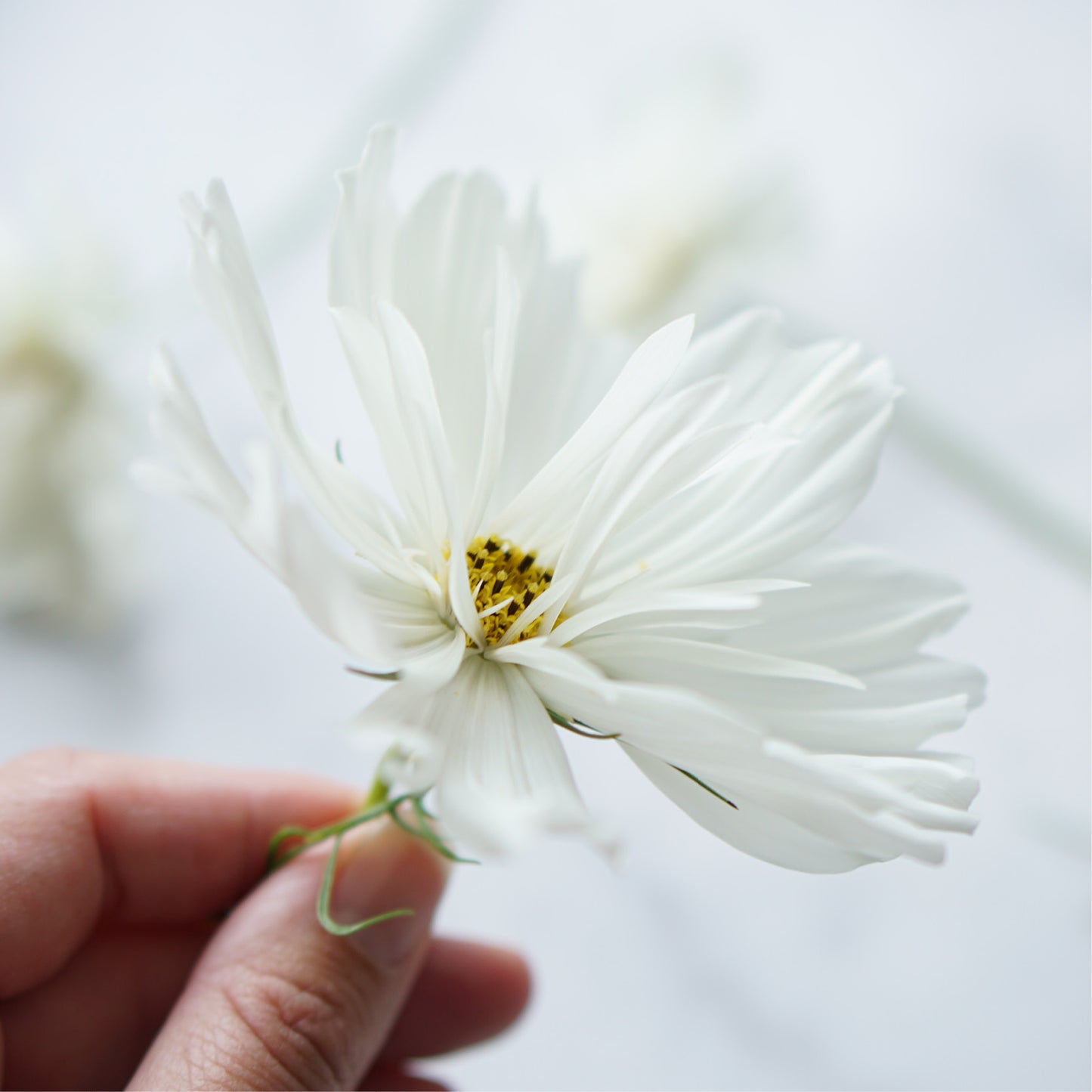 Cosmos bipinnatus 'Fizzy White' (cosmea)