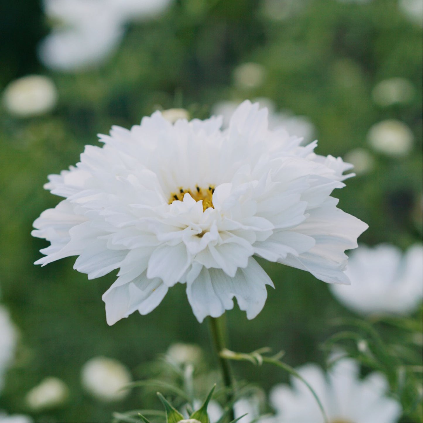 Cosmos bipinnatus 'Double Dutch White' (cosmea)