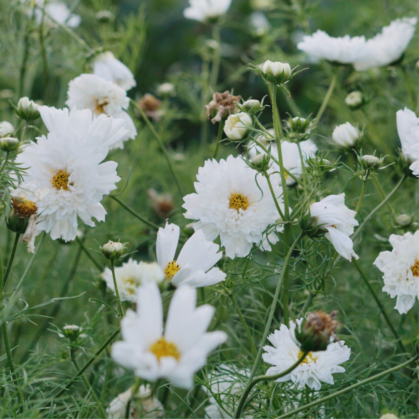 Cosmos bipinnatus 'Double Dutch White' (cosmea)