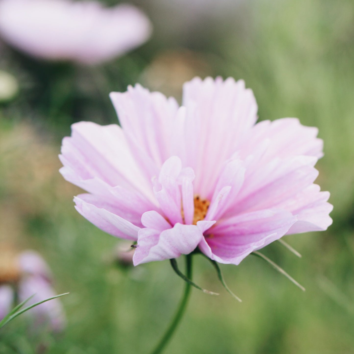 Cosmos bipinnatus 'Fizzy Pink' (cosmea)