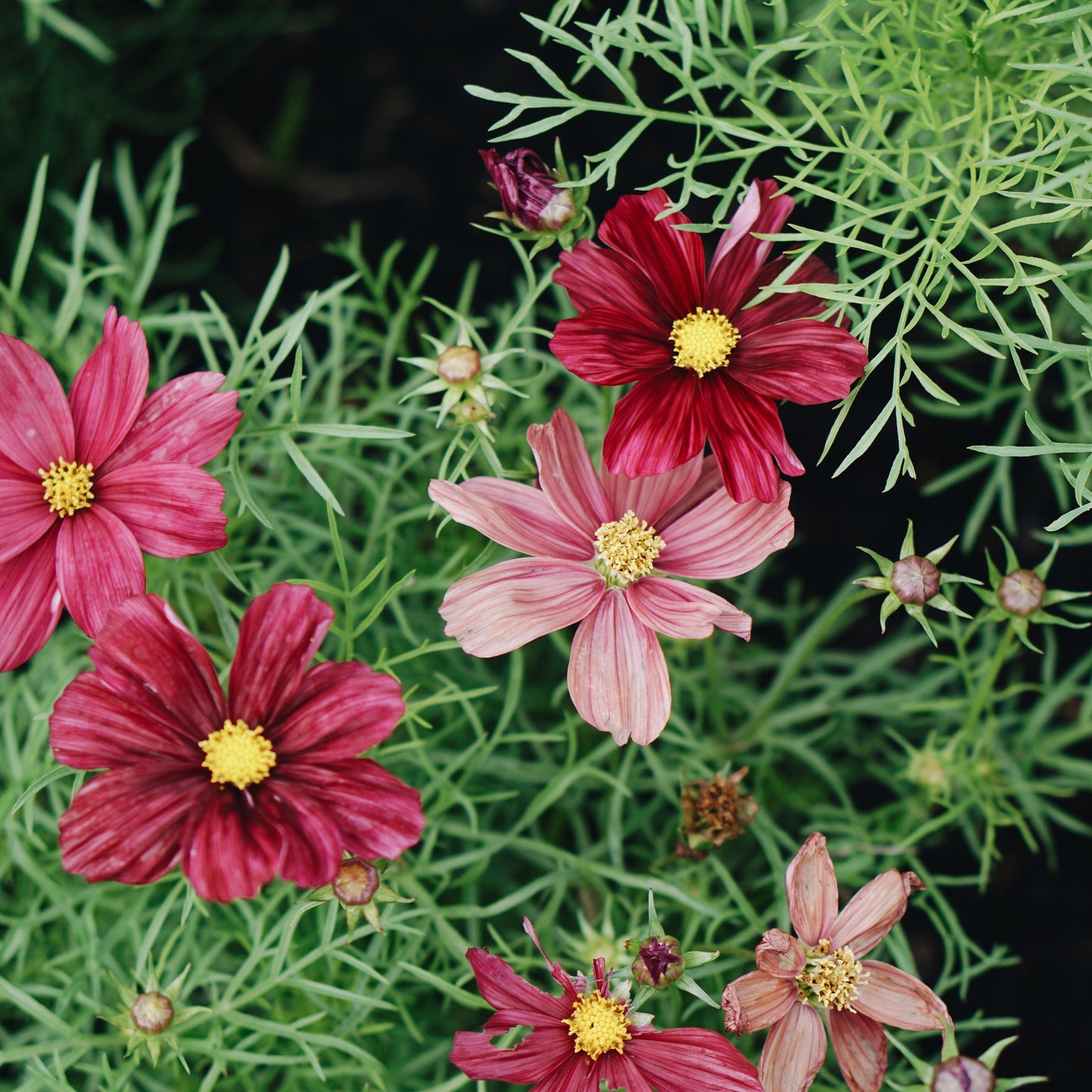 Cosmos bipinnatus 'Rubinato' (cosmea)