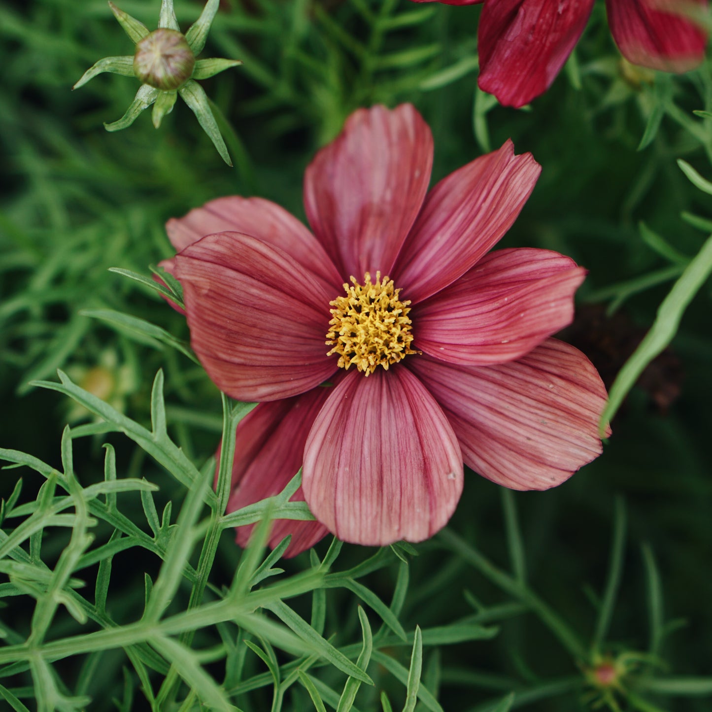 Cosmos bipinnatus 'Rubinato' (cosmea)