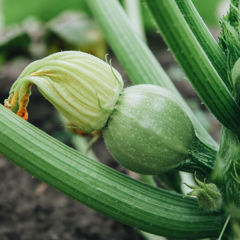 Zucchini 'Ola Redonda'