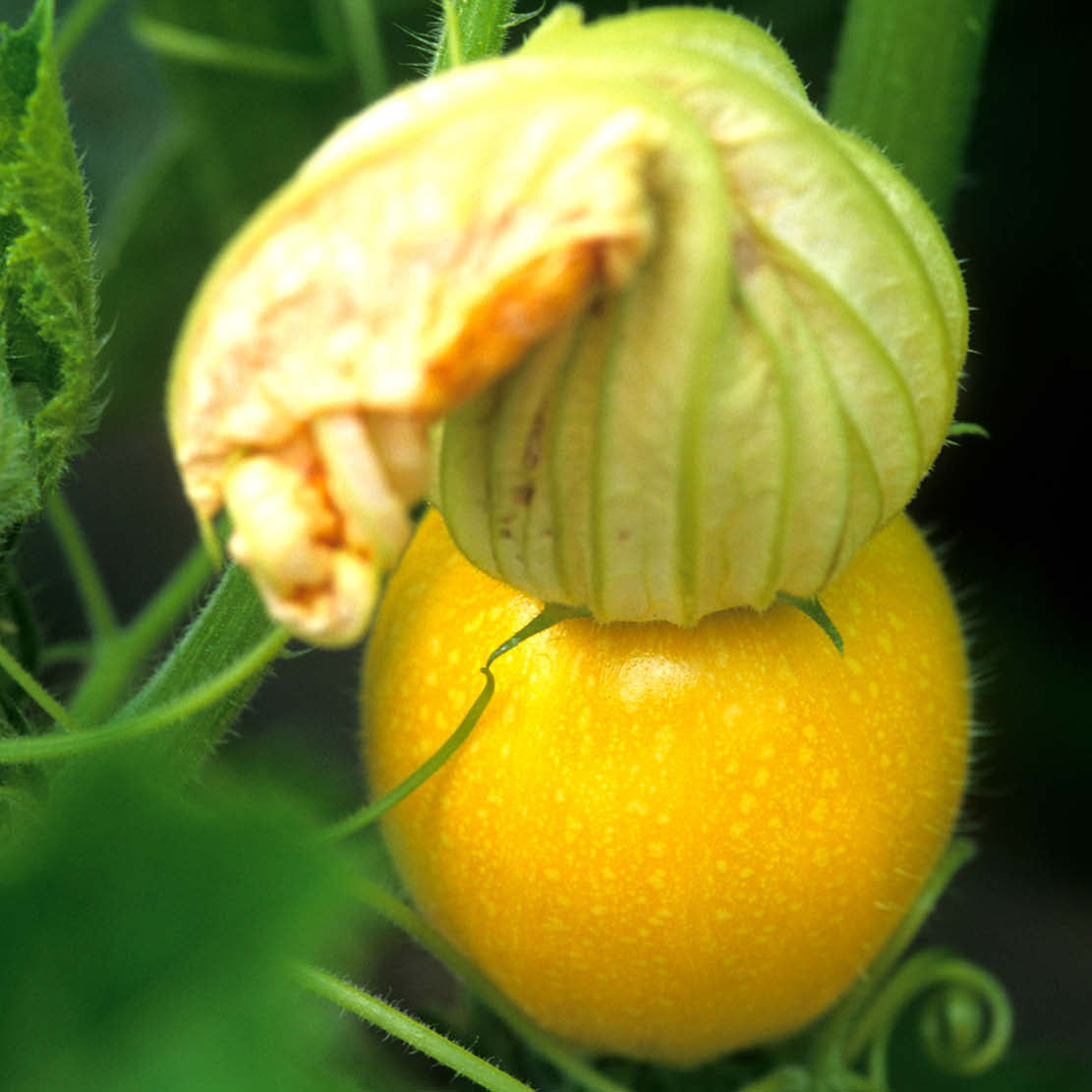 Zucchini 'One Ball'