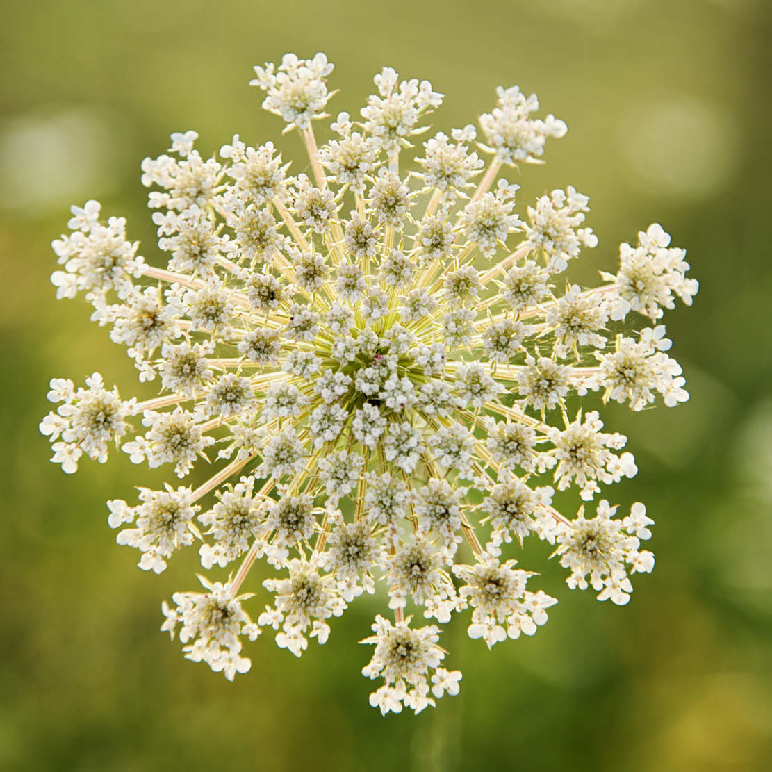 Daucus carota (wild carrot) ECO