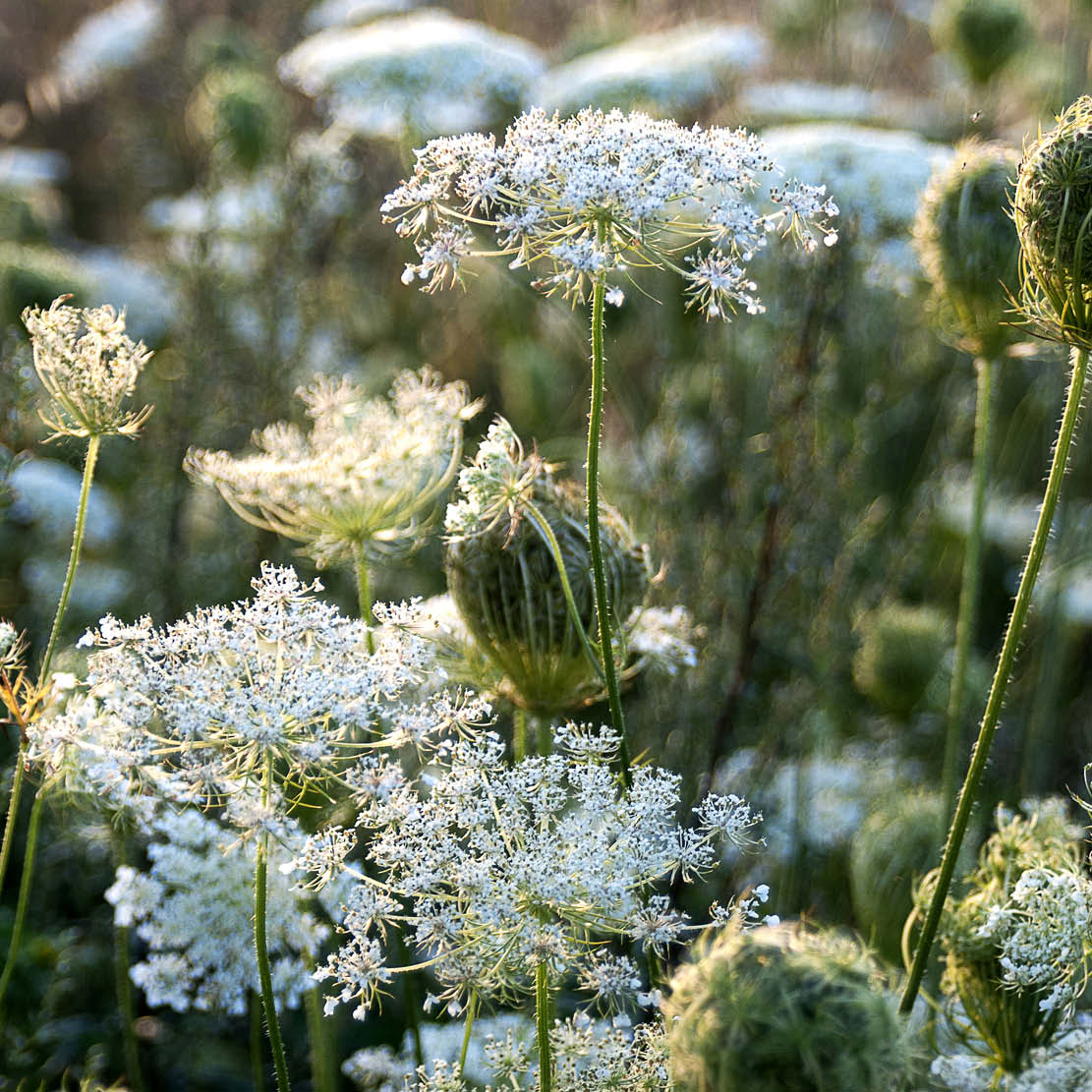 Daucus carota (wild carrot) ECO