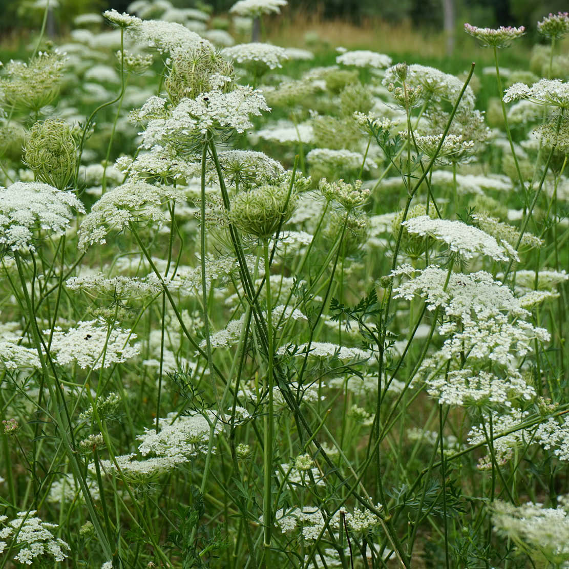 Daucus carota (wild carrot) ECO