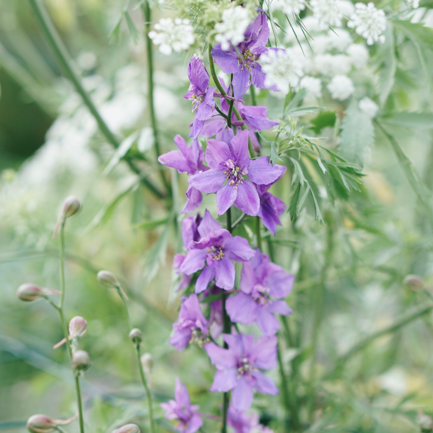 Delphinium consolida 'Lilac Spire' (delphinium)