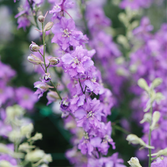 Delphinium consolida 'Lilac Spire' (delphinium)