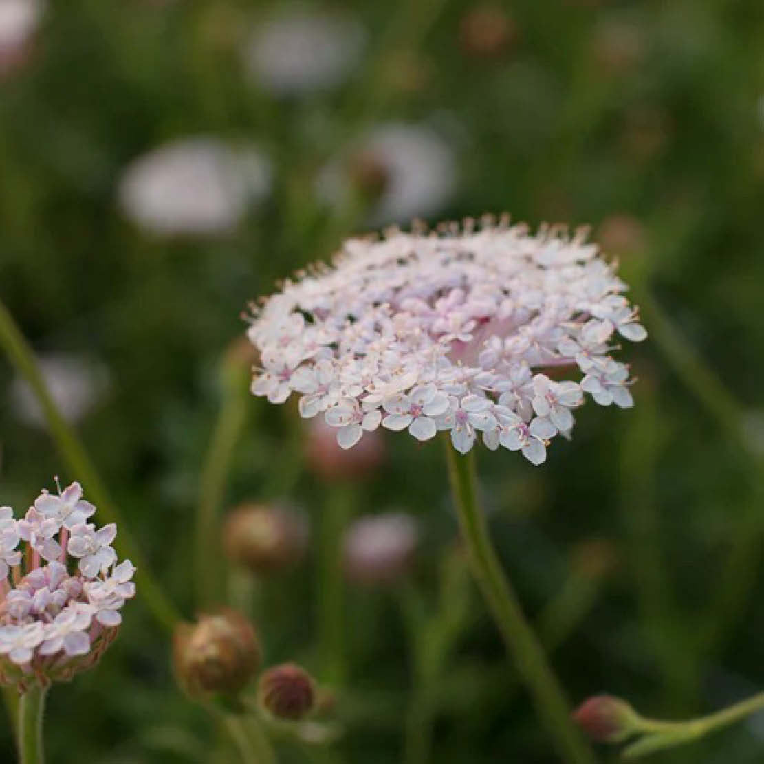 Didiscus caeruleus 'Lacy Pink' (lace flower)