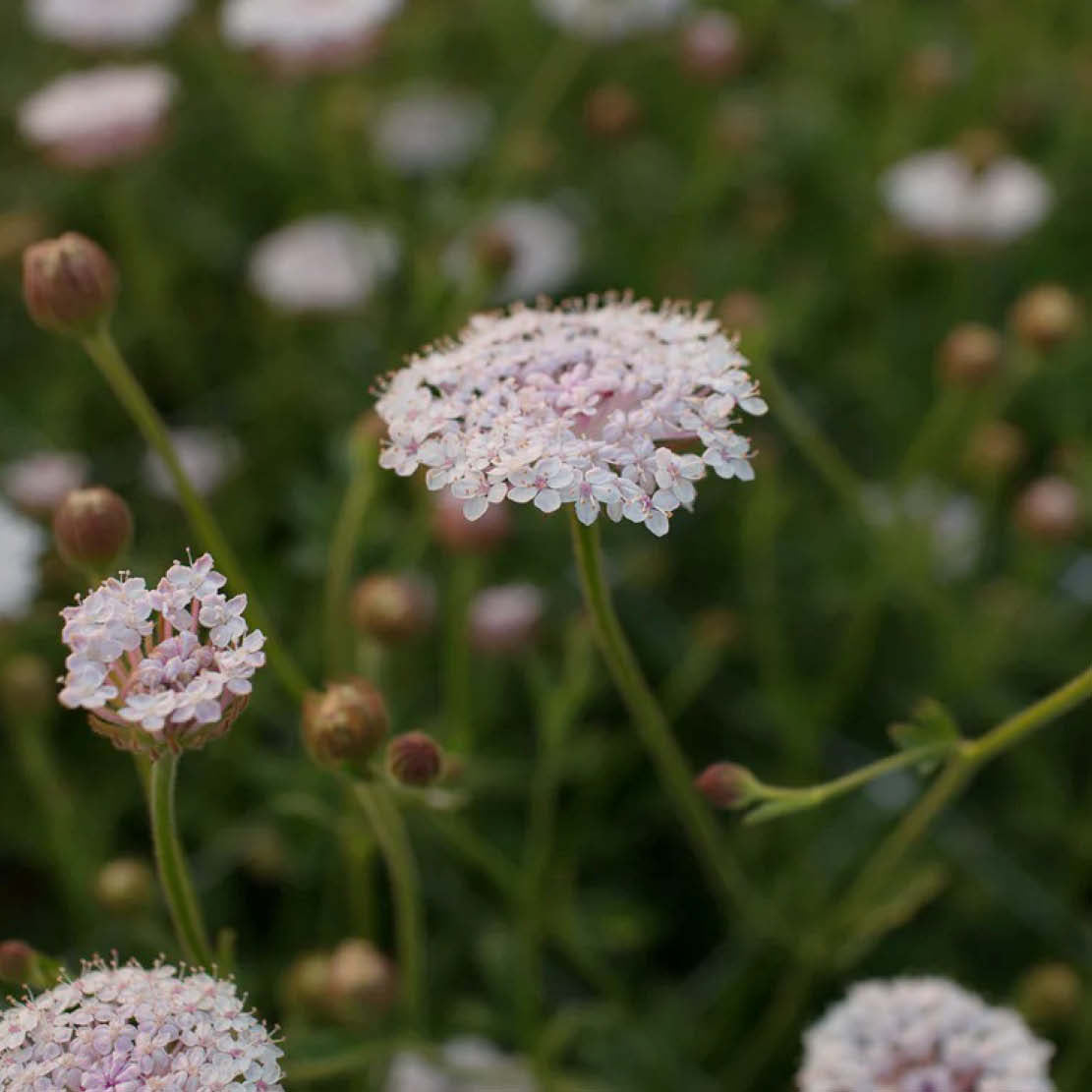 Didiscus caeruleus 'Lacy Pink' (lace flower)