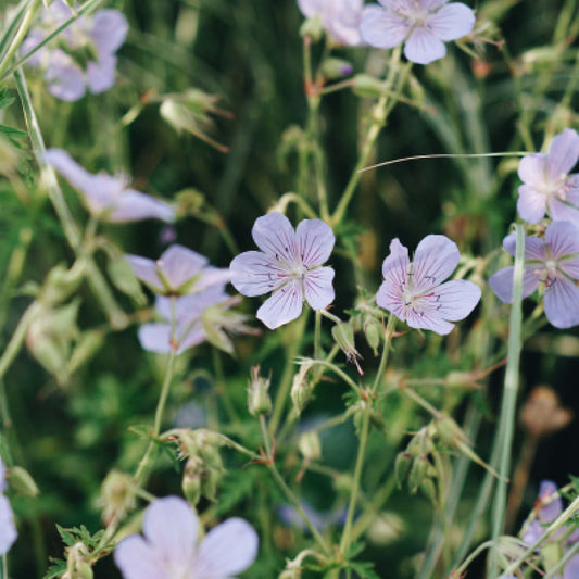 Geranium pratense (meadow stork beak) ECO