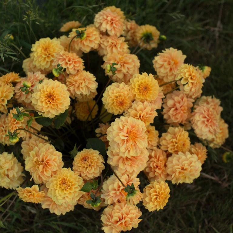 Dahlia 'Golden Scepter'