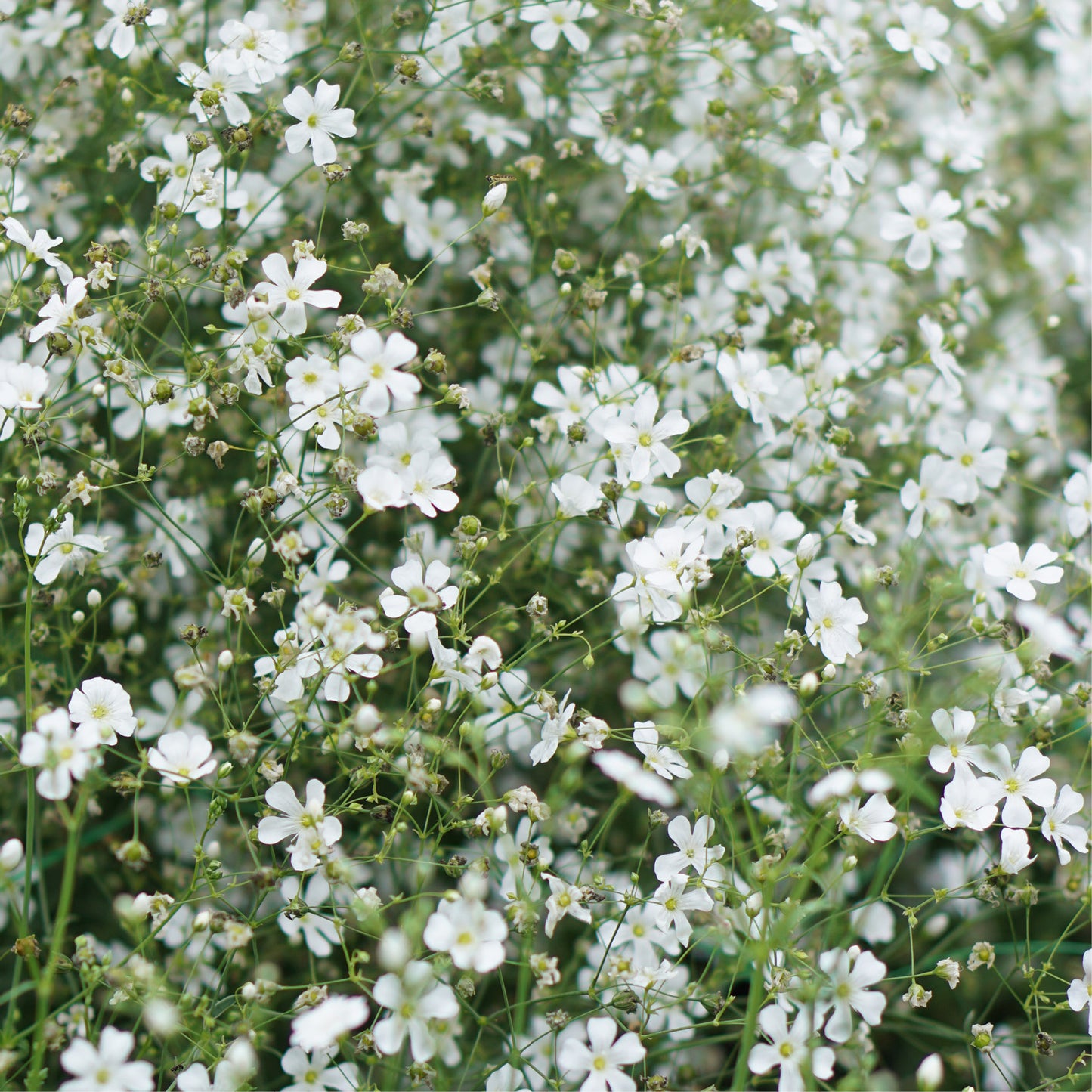 Gypsophila elegans 'Covent Garden' (gypsophila)