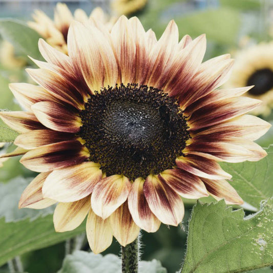 Helianthus annuus 'Marley' (sunflower)