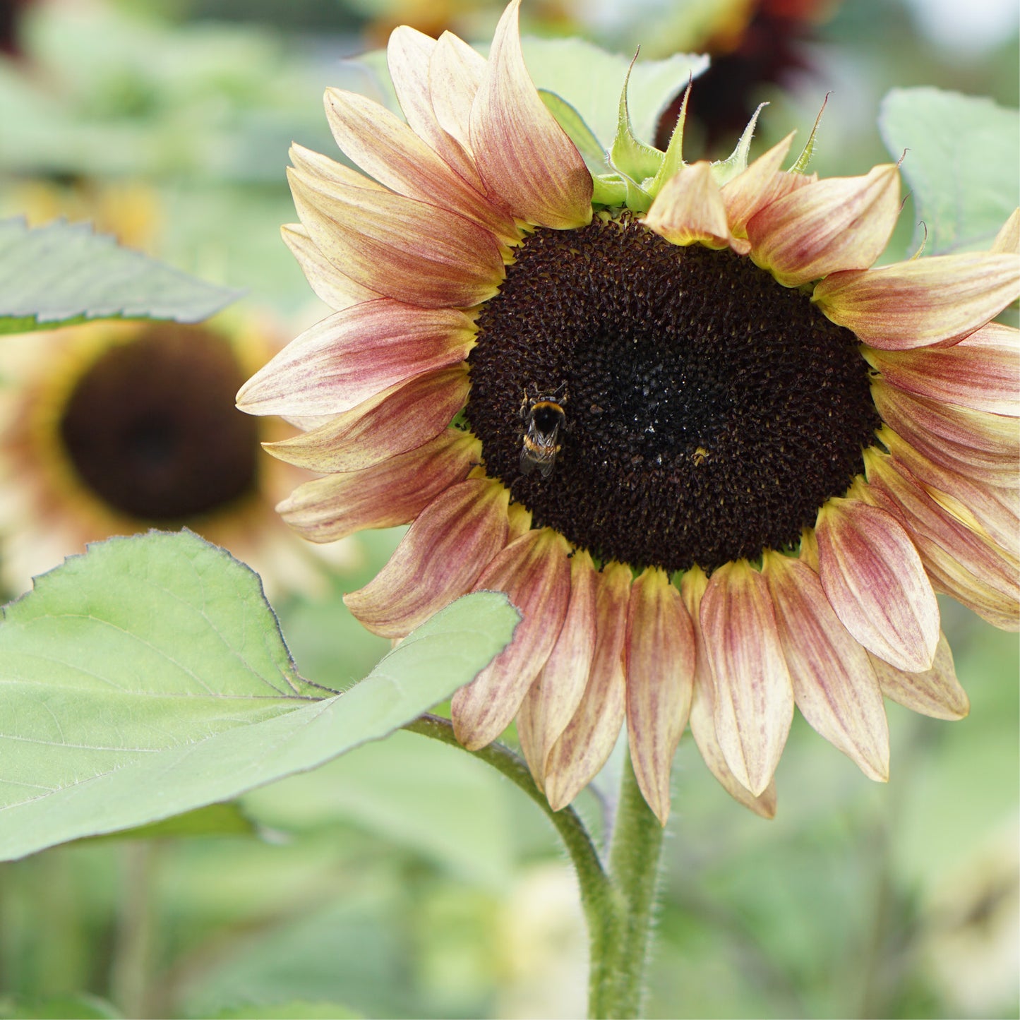 Helianthus annuus 'ProCut Plum' (sunflower)