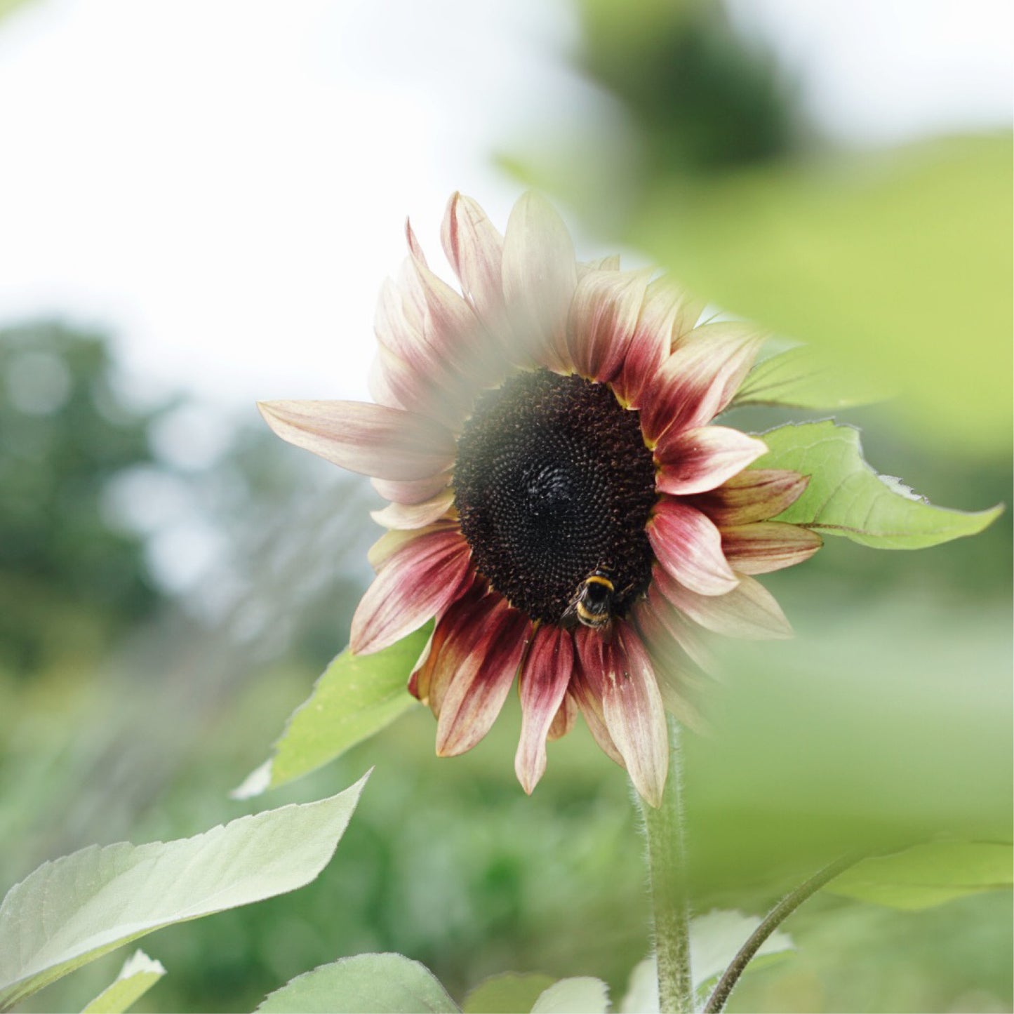 Helianthus annuus 'ProCut Plum' (sunflower)