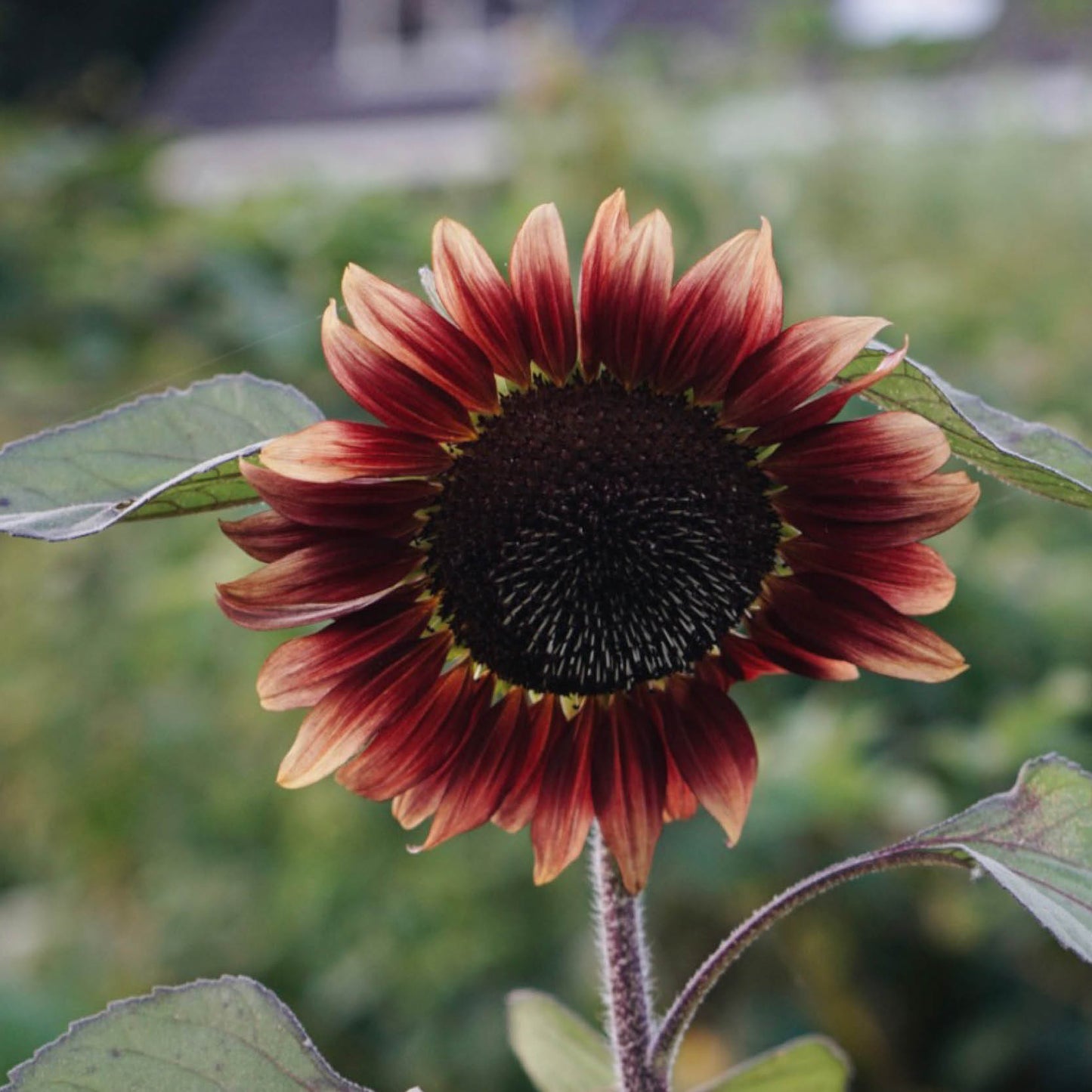 Helianthus annuus 'ProCut Red' (sunflower)