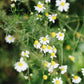 Chamomile (Anthemis nobilis)