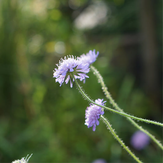 Knautia arvensis (meadow crown) ECO