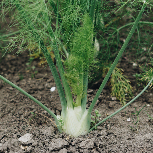 Celeriac 'Fino' BIO