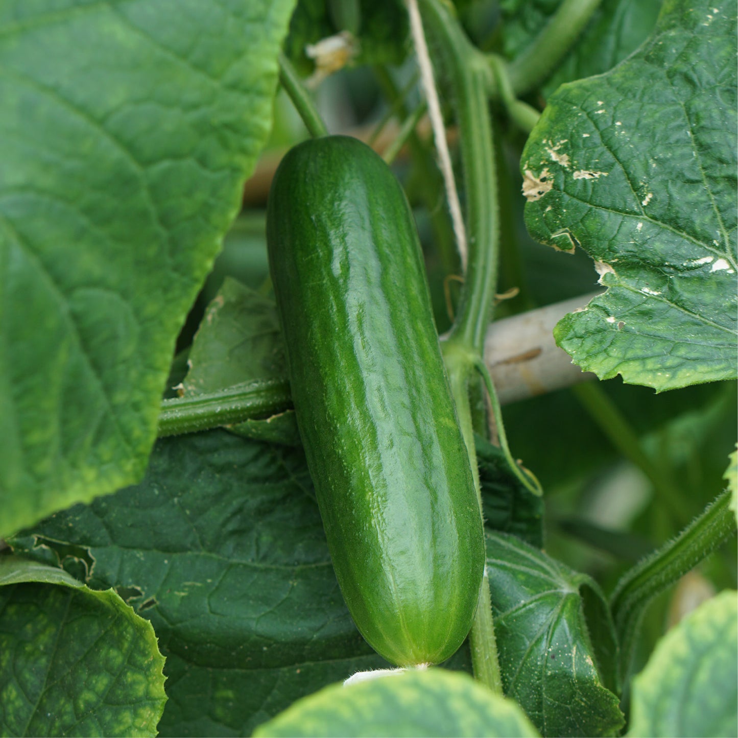 Cucumber 'Kalimero F1'