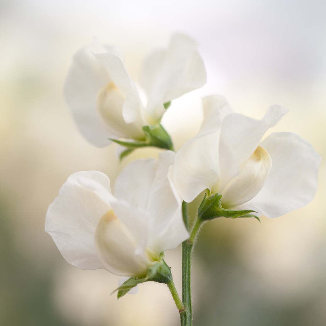 Lathyrus odoratus 'Mrs. Collier' (sweet pea)