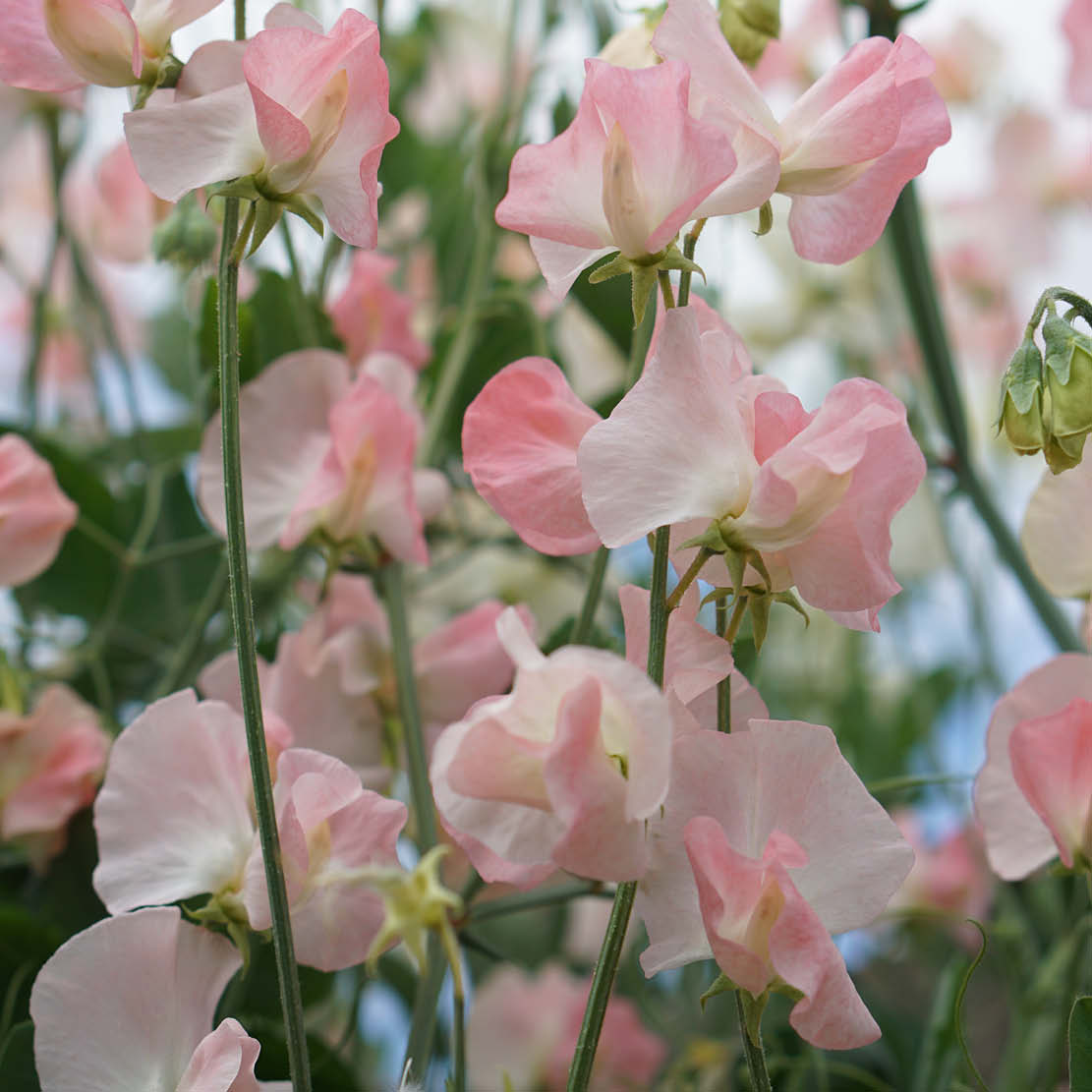 Lathyrus odoratus 'Nellie Viner' (sweet pea)