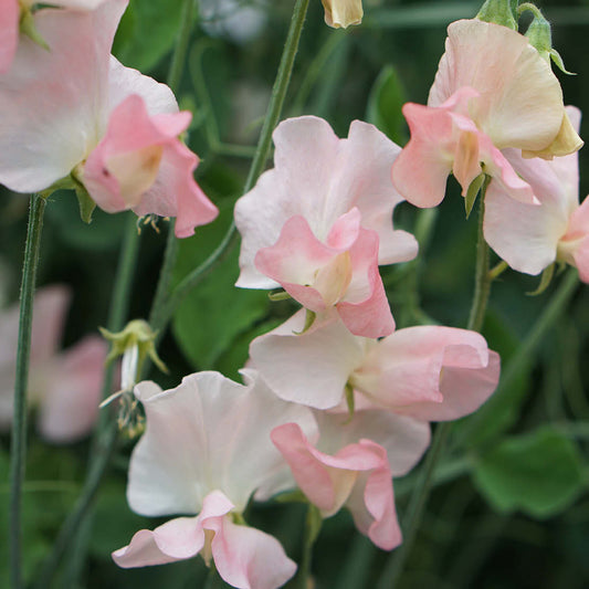 Lathyrus odoratus 'Nellie Viner' (sweet pea)