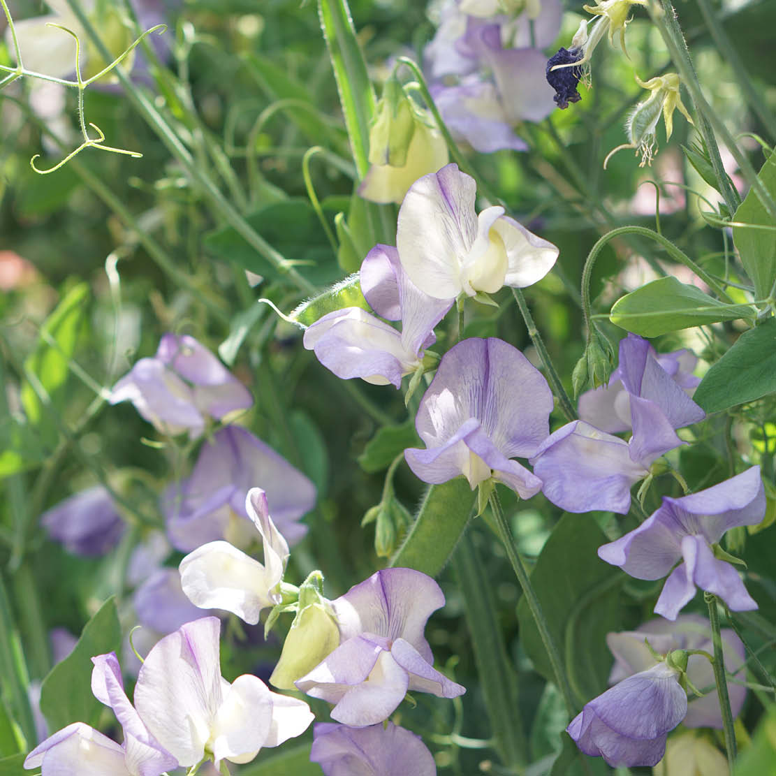 Lathyrus odoratus 'Noel Sutton' (sweet pea)