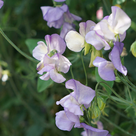 Lathyrus odoratus 'Noel Sutton' (sweet pea)