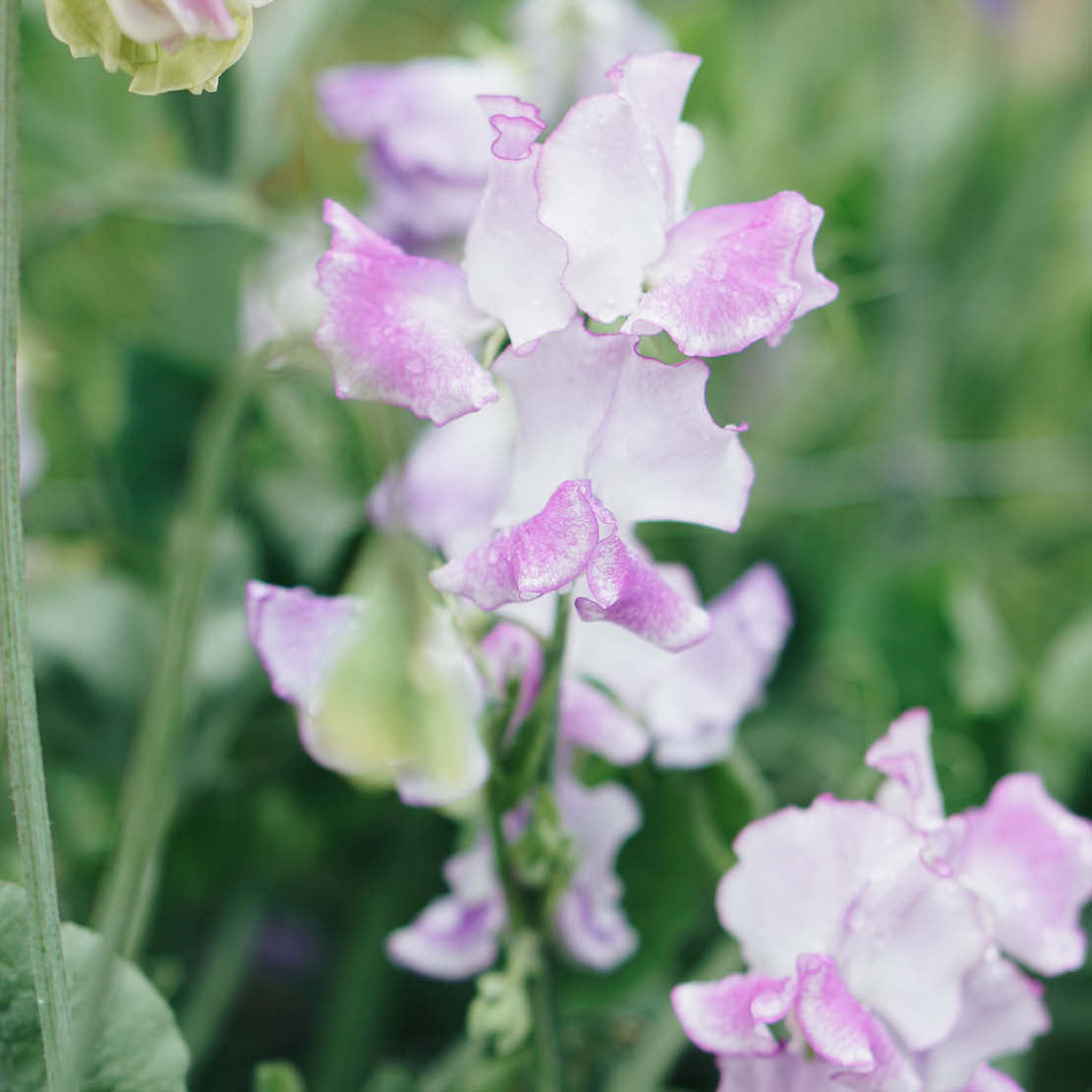 Lathyrus odoratus 'Pink Ripple' (sweet pea)