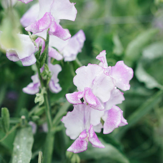 Lathyrus odoratus 'Pink Ripple' (sweet pea)