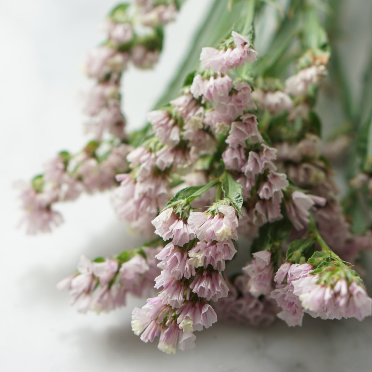 Limonium sinuatum 'Pastel Shades' (sea lavender)