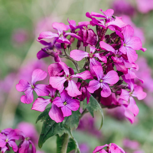 Lunaria annua (judas pennywort)