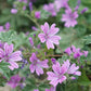 Malva moschata (musk cheesewort) ECO