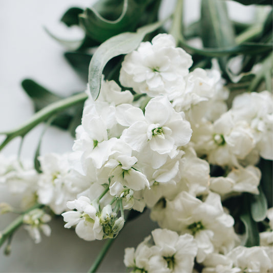 Matthiola incana 'Avalanche' (summer violet)