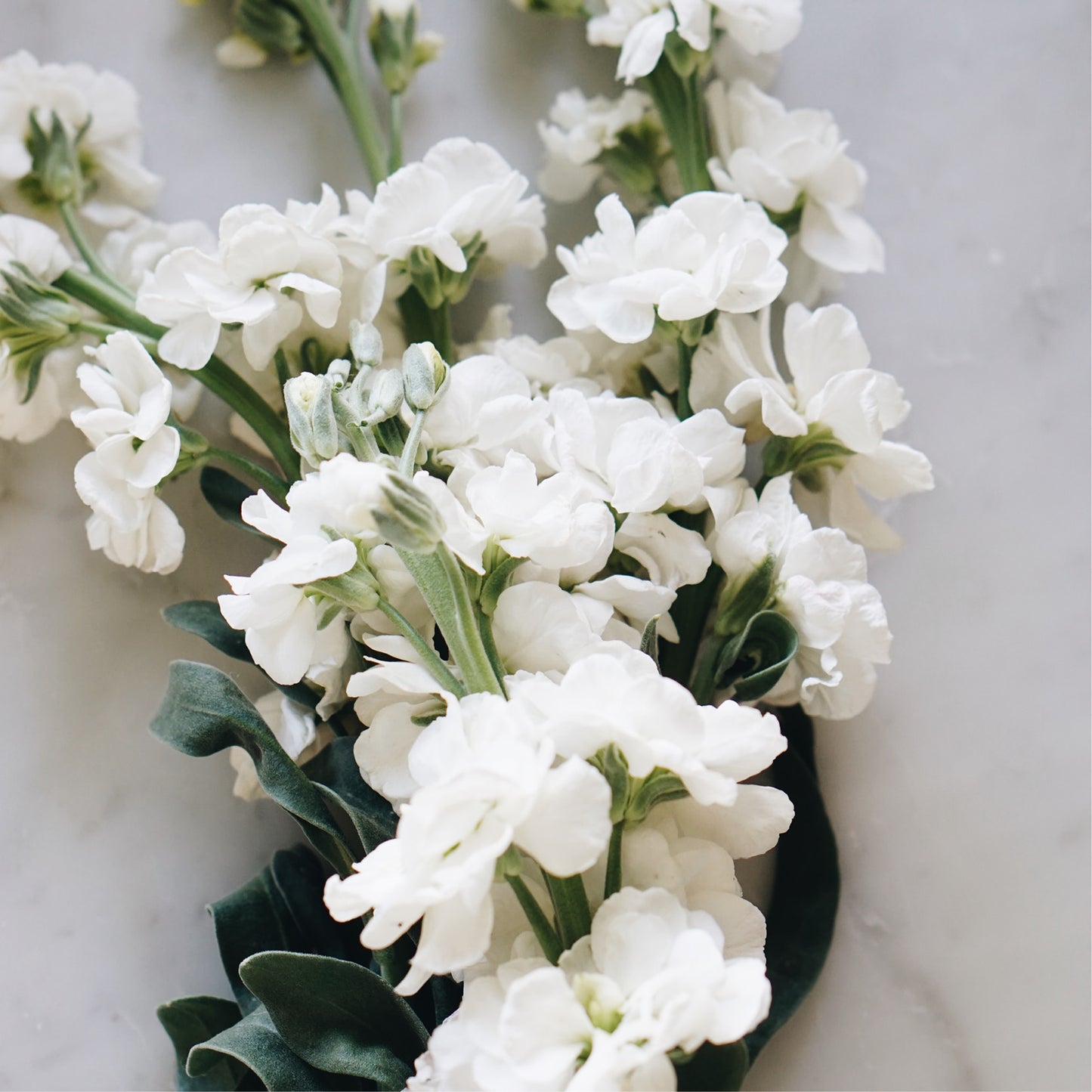 Matthiola incana 'Avalanche' (summer violet)