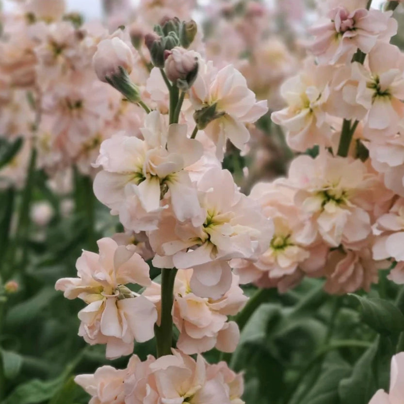 Matthiola incana 'Salmon' (summer violet)