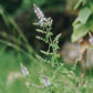 Mentha longifolia (stag mint)