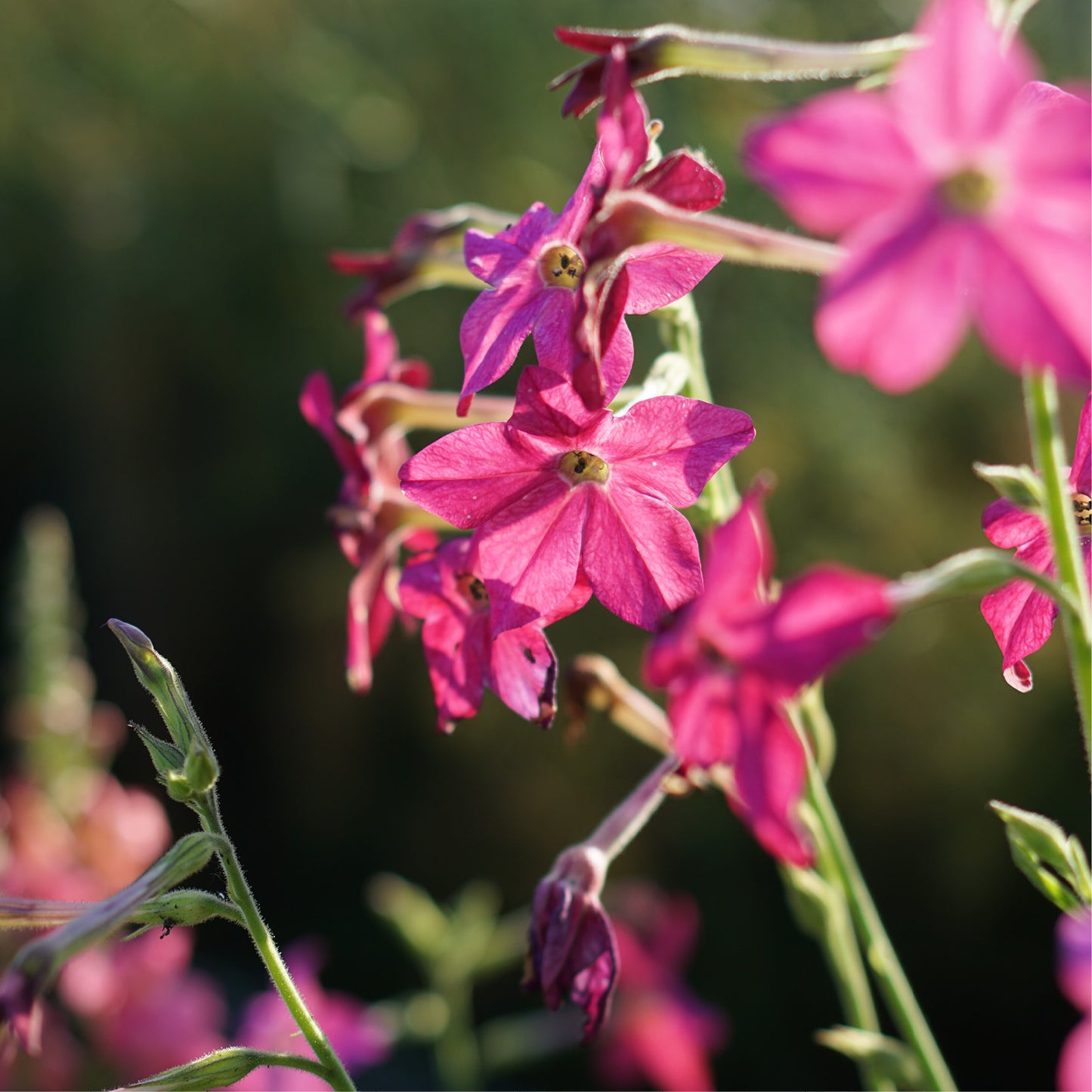 Nicotiana sanderae 'Perfume Bright Rose' (ornamental tobacco)